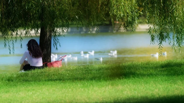 Stare inmatriculare verificare online dupa numar