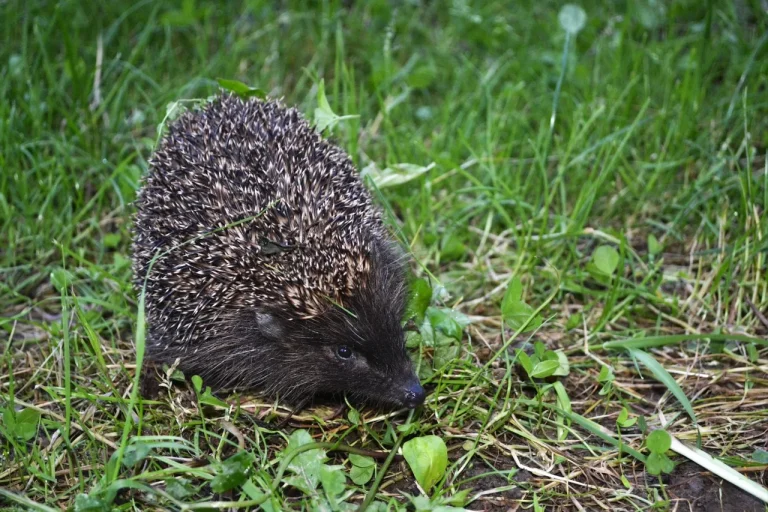 ce inseamna cand ai arici in curte
