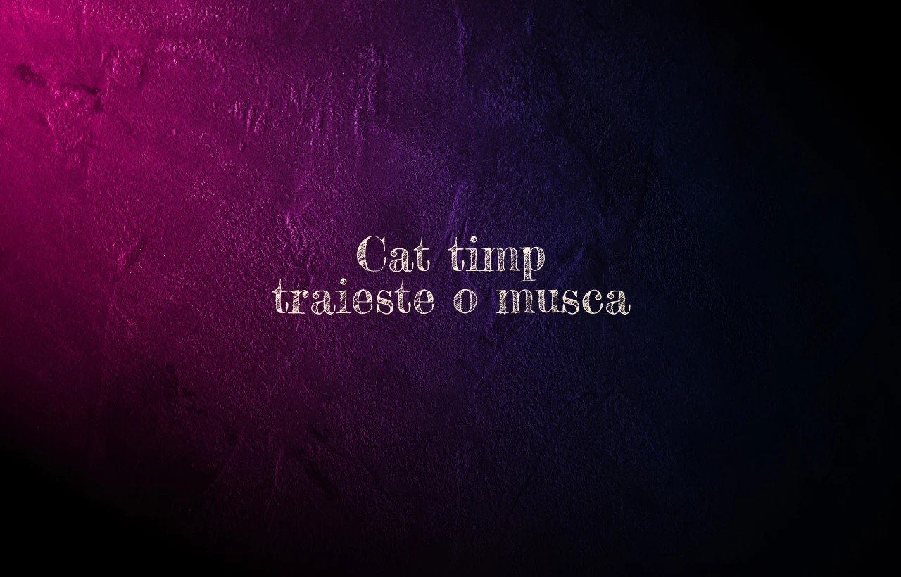 cat timp traieste o musca